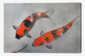 Calico Koi Fish Watercolor Illustration Canvas Print - Pez Koi Rojo Real