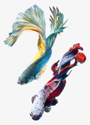 Picture - Two Chinese Fighting Fish
