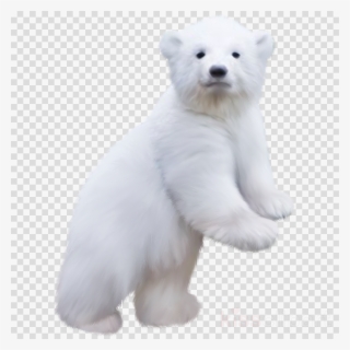 Polar Bear Baby Png Clipart Polar Bear Brown Bear - Polar Bear Cub Png