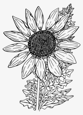 Download Clip Art Sunflowers Source