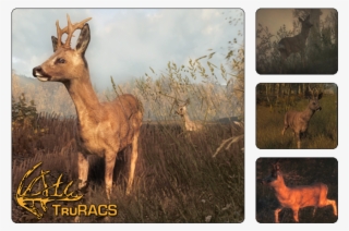 Roe Deer - Hunter Call Of The Wild Roe Deer