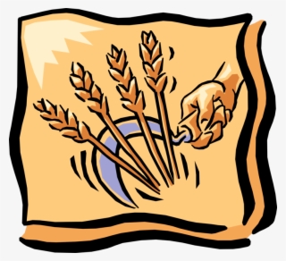 Vector Illustration Of Hand With Sickle Harvests Wheat - Historia De La Harina