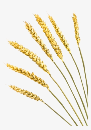 Clip Art Freeuse Stock Barley Vector Crop - Rye Png