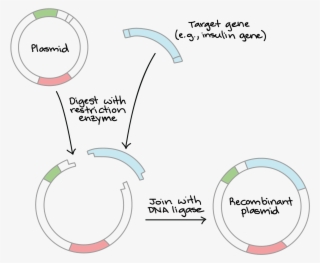 Gene Cloning