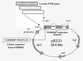 Structure Of Vector Pred For Functionally Expressing - Diagram