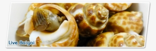 Shellfish