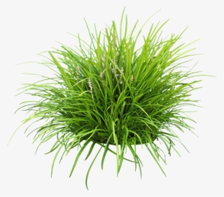 Liriope Png - Lily Turf Png