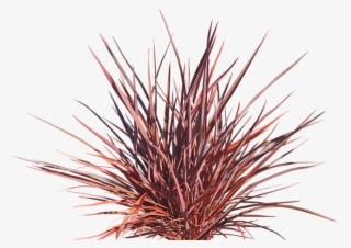 Flamin'® - New Zealand Flax Png