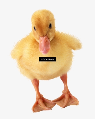 Daisy Duck - Ducks Calendar 2018: 16 Month Calendar