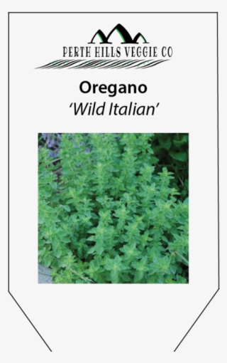 Oregano 'wild Italian' - Lavender