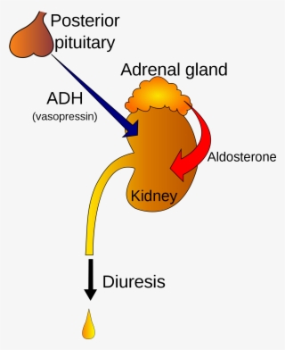 Age O Hormonio Antidiuretico