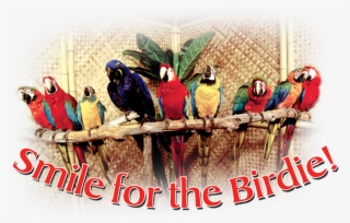 Smile For The Birdie - Party
