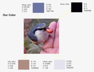 Color Of Qbirdie - Computer Vision Syndrome