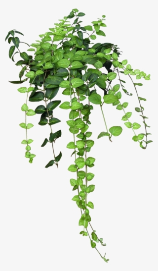 Enredadera