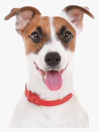 Jack Russell Terrier - Dog