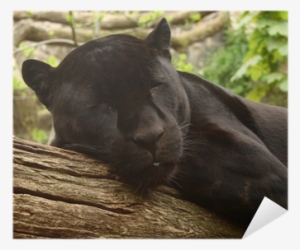 Sleeping Black Jaguar, Poster • Pixers® • We Live To - Black Jaguar