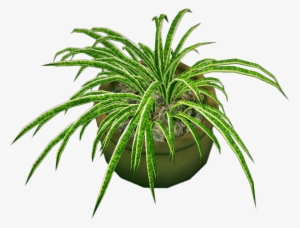 Round Potted Plant /import - Houseplant