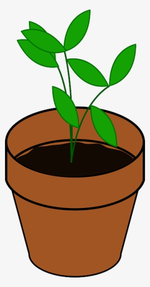 Sapling, Pot, Potted Plant, Brown, Dirt, Green, Grow - Free Plant Clipart