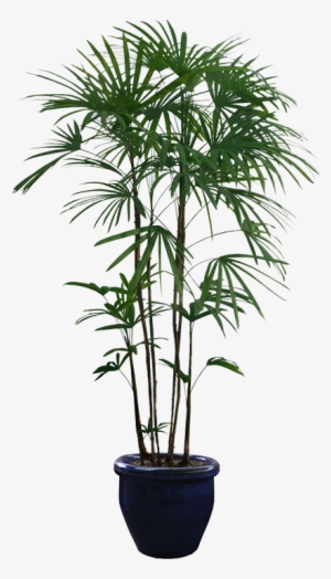 Planta De Árbol - Indoor Plant Png