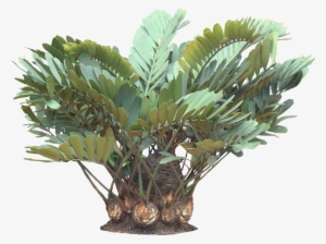 A Potted Trpoical Plant - Tropical Pot Plant Png