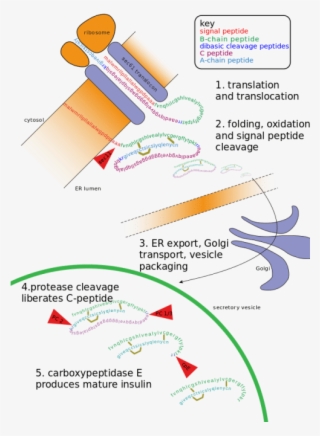 The Golgi Apparatus Modifies The Protein By Binding - Post Translational Modification Diagram