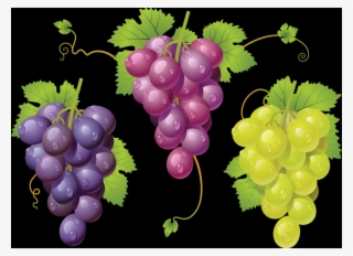A Grape Is A Fruit, Botanically A Berry, Of The Deciduous