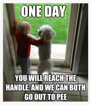#motivationmonday #youdoyoutoday #bichon #ilovedogs, - Funny Dog Memes