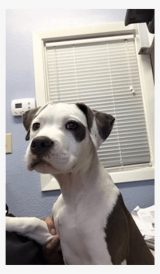 Khaleesi - Valley Bulldog