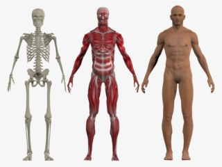 Skeleton And Muscular System 6 Files - Anatomy