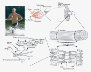 The Components Of Muscle Contraction - Əzələ Toxuması