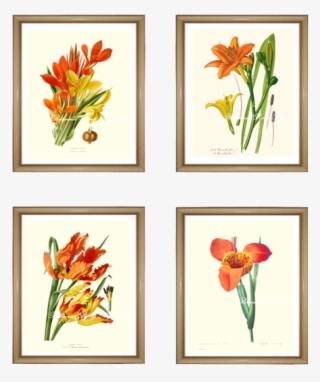 4 Orange Flowers Print Set - Tulip
