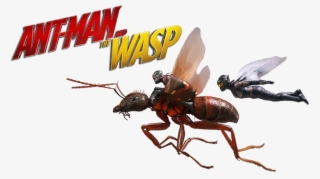 และในประเทศไทยก็เป็น Incredibles 2 Ant Man And The - Ant Man Wasp Png