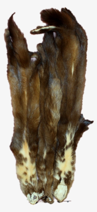 Marten Clipart Sable - Fur