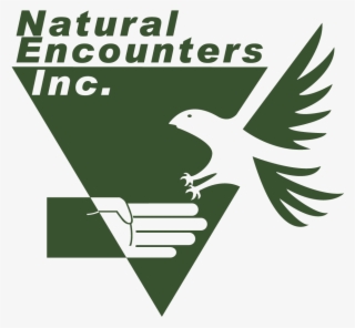 Natural Encounters Inc