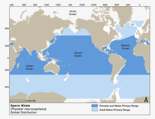 Sperm Whale Global Distribution - C-map Max Na-m024 - U.s. West Coast & Hawaii -