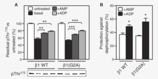 Adp Protects Against Pp2c Mediated Dephosphorylation