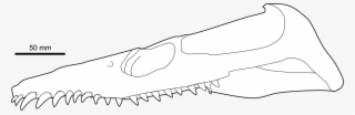 Skull Reconstruction Of Leptocleidus Capensis, An Early - Fang