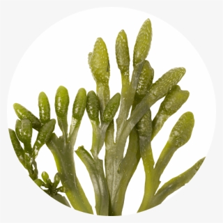 Phytoplankton