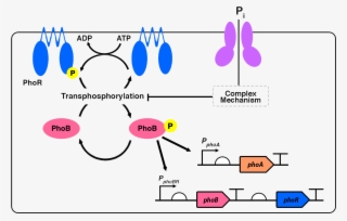 Pphoa , Pphobr And Our Engineered Phosphate Sensor