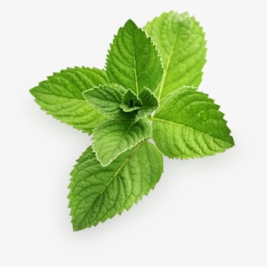 Pepermint Png - Mint Png