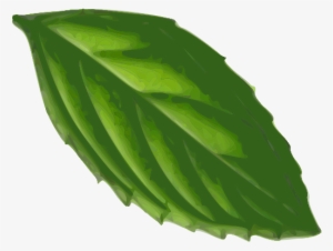 Apple Mint Mint Leaf Peppermint Drawing - Mint Leaf Clip Art