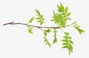 Ash Tree Identification - Ash