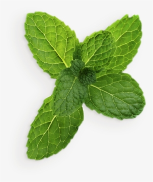 Pepermint Png - Transparent Background Mint Leaves Mint Leaf