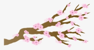 Cherry Blossom Blossoms Japanese Branch Ch - Cherry Blossom