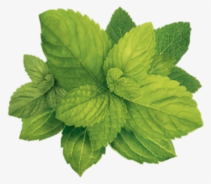 Free Png Pepermint Png Images Transparent - Tobacco Plant Png