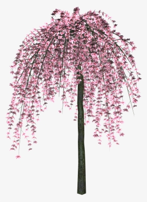 Sakura Png - Розовое Дерево Пнг