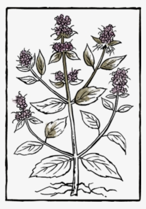 Book Herb09 - Book