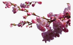 About Sakura - Cherry Blossom Branch Overlay