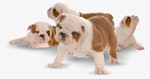 Royal Blue Frenchies - English Bulldog Puppies Png