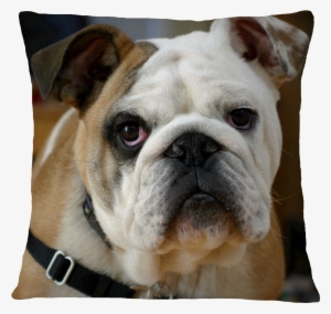 Bulldog Pillow Cover
